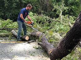 Reliable South Willard, UT Tree Removal Solutions