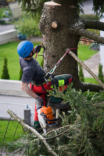Best Fruit Tree Pruning  in Soh Willard, UT