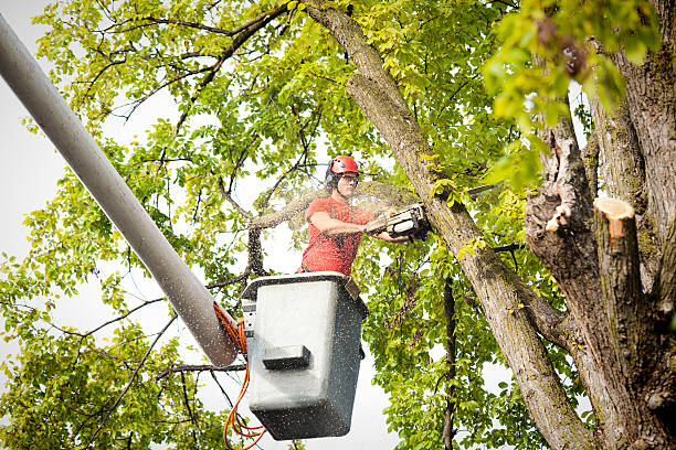 Best Emergency Tree Removal  in Soh Willard, UT