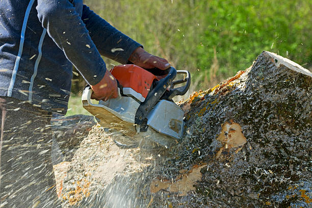 Trusted South Willard, UT Tree Removal Experts